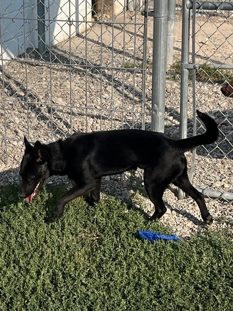 Enlarge Bucky, a ADOPTABLE mixed breed in Montpelier, ID image 4/6