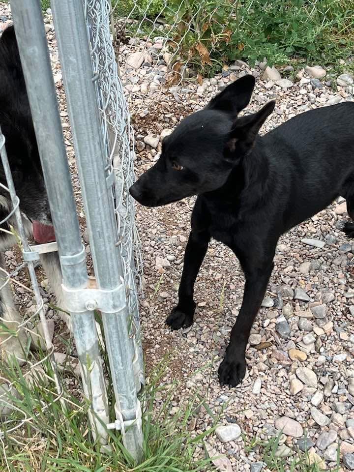 Enlarge Bucky, a ADOPTABLE mixed breed in Montpelier, ID image 3/6