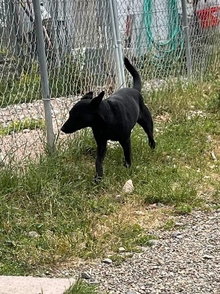 Bucky, ADOPTABLE, Young Male Australian Kelpie.