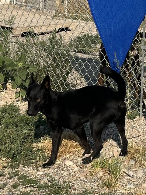 Enlarge Bucky, a ADOPTABLE mixed breed in Montpelier, ID image 6/6