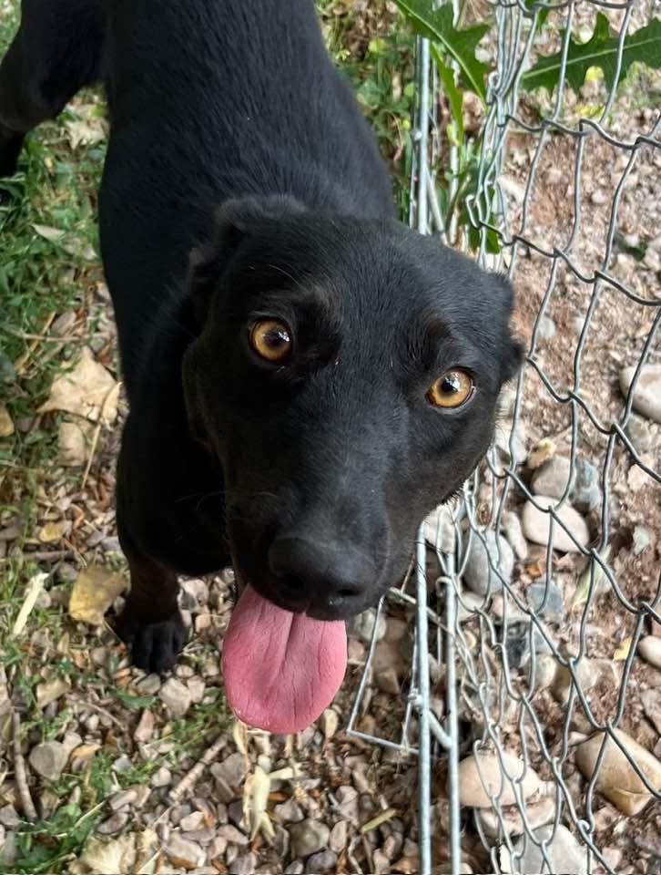 Enlarge Bucky, a ADOPTABLE mixed breed in Montpelier, ID image 2/6