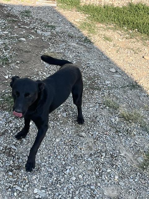 Enlarge Bucky, a ADOPTABLE mixed breed in Montpelier, ID image 5/6