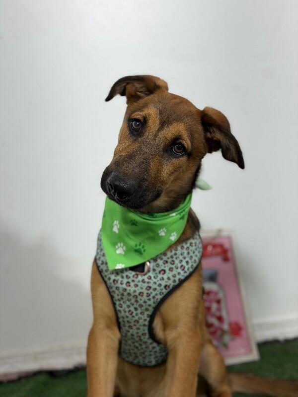 Enlarge Benjamin-One of our Amazing Rescue Dogs, a Adoptable mixed breed in Sparks, NV image 1/1