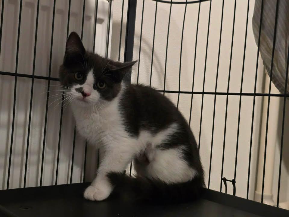 Ashfur, Adoptable, Kitten Female Domestic Short Hair.