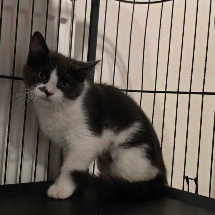 Enlarge Ashfur, a Adoptable Domestic Short Hair in Winthrop, ME image 2/3
