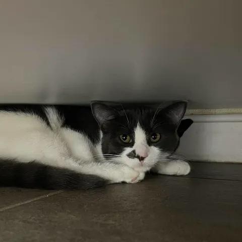 Enlarge Ashfur, a Adoptable Domestic Short Hair in Winthrop, ME image 3/3