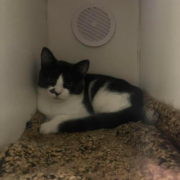 Enlarge Ashfur, a Adoptable Domestic Short Hair in Winthrop, ME image 1/3