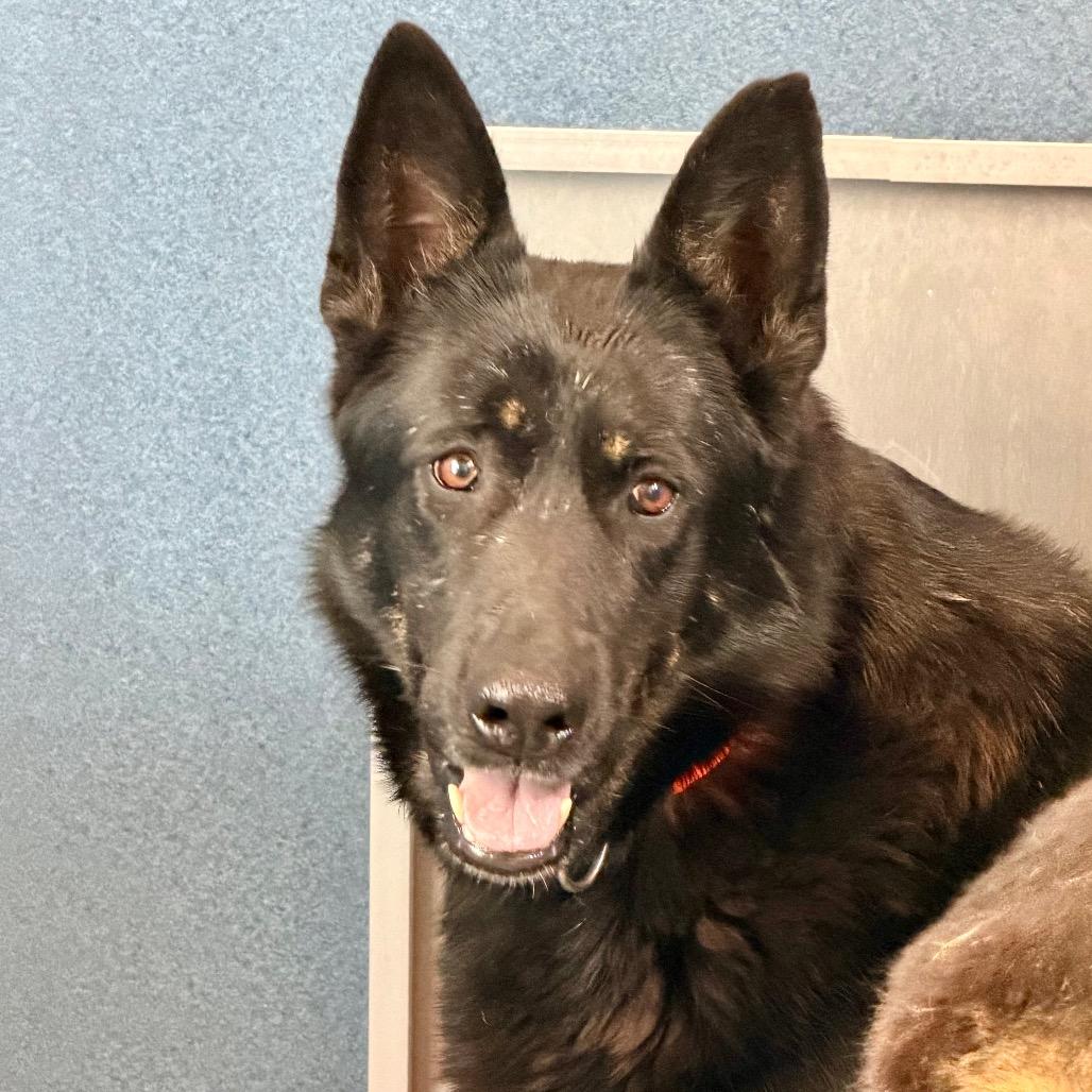 Jade (F26-67), Adoptable, Adult Female German Shepherd Dog.