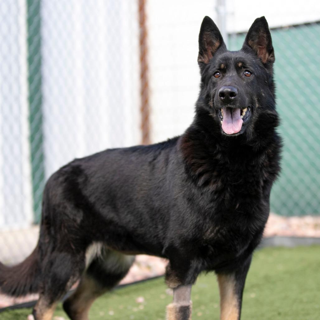 Enlarge Jade (F26-67), a Adoptable German Shepherd Dog in Peyton, CO image 2/6