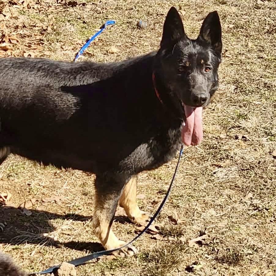 Enlarge Jade (F26-67), a Adoptable German Shepherd Dog in Peyton, CO image 2/6