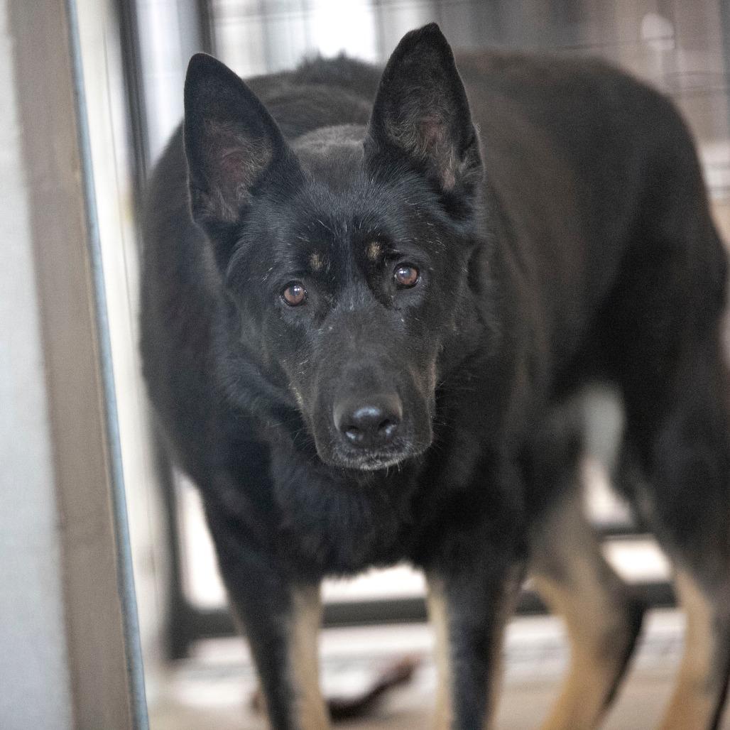 Enlarge Jade (F26-67), a Adoptable German Shepherd Dog in Peyton, CO image 3/6