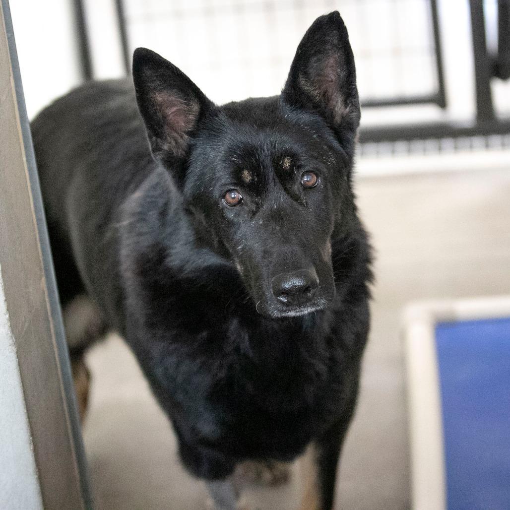 Enlarge Jade (F26-67), a Adoptable German Shepherd Dog in Peyton, CO image 4/6