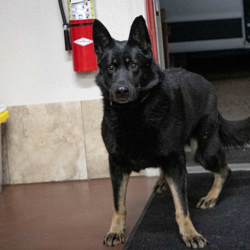 Enlarge Jade (F26-67), a Adoptable German Shepherd Dog in Peyton, CO image 6/6