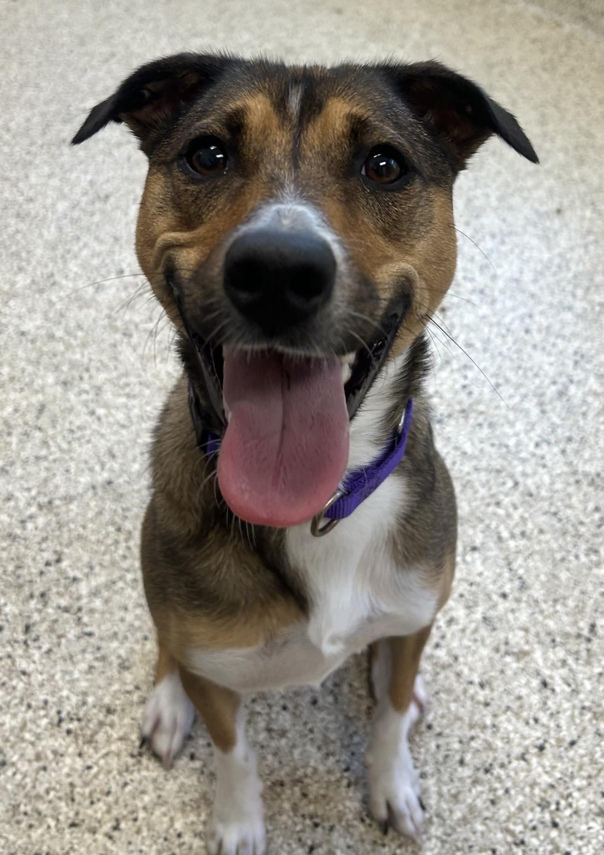 Jerzey, Adoptable, Young Female Hound.