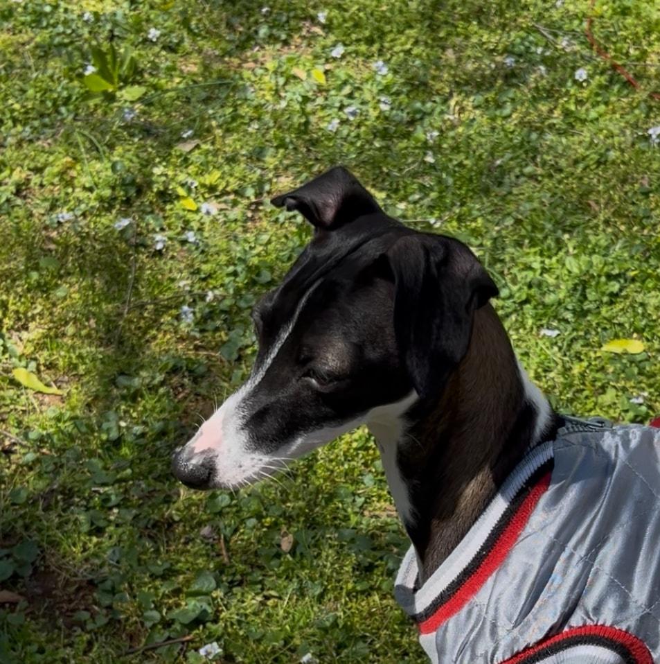Pearl, Adopted, Young Female Italian Greyhound.