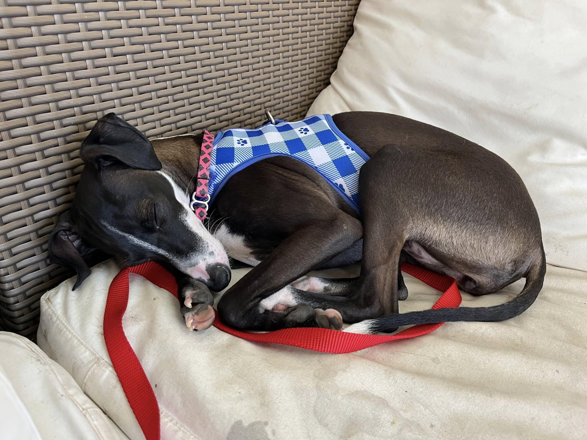 Pearl, a Adopted Italian Greyhound in Birmingham, AL image 2/3