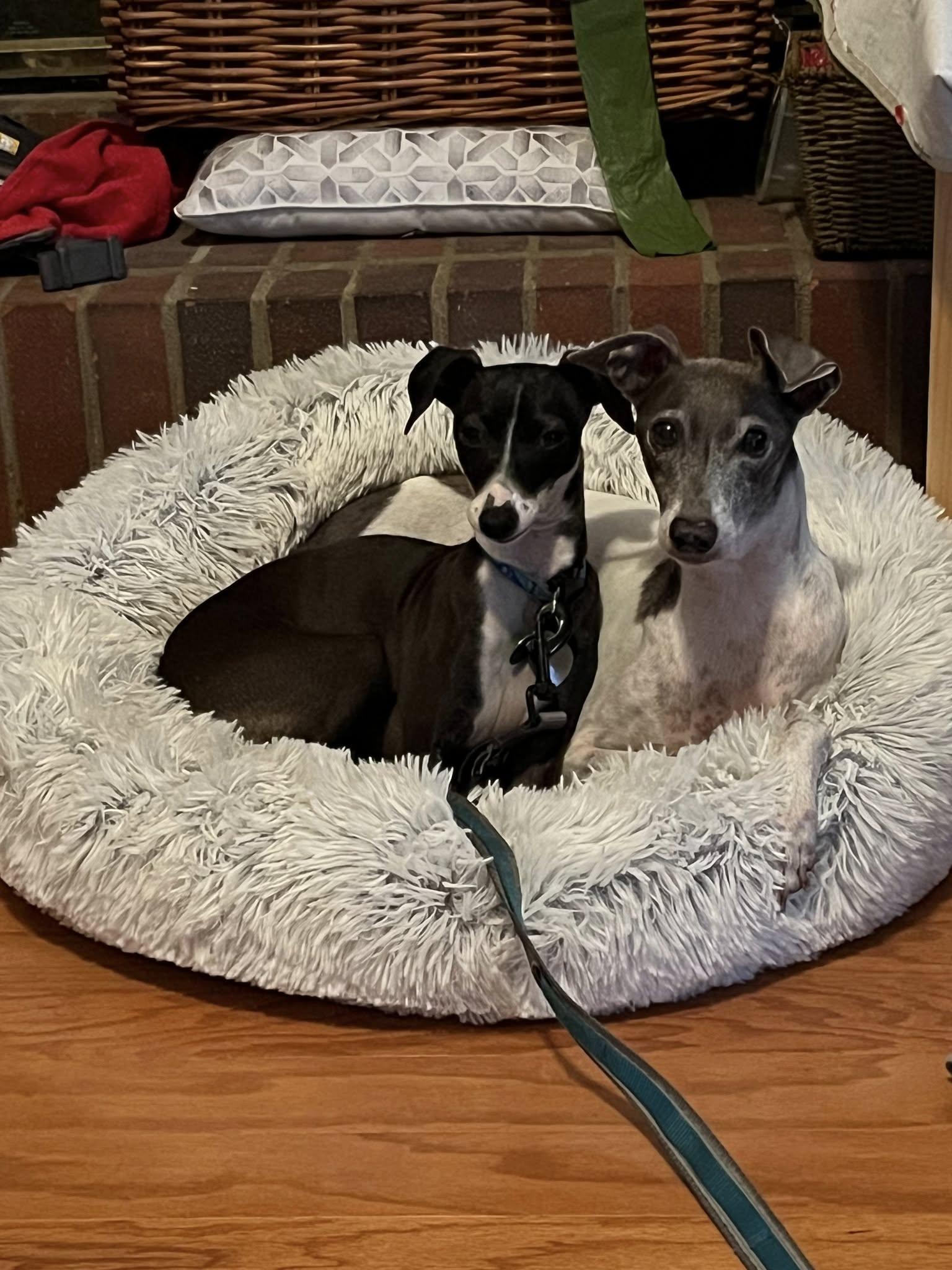 Pearl, a Adopted Italian Greyhound in Birmingham, AL image 3/3