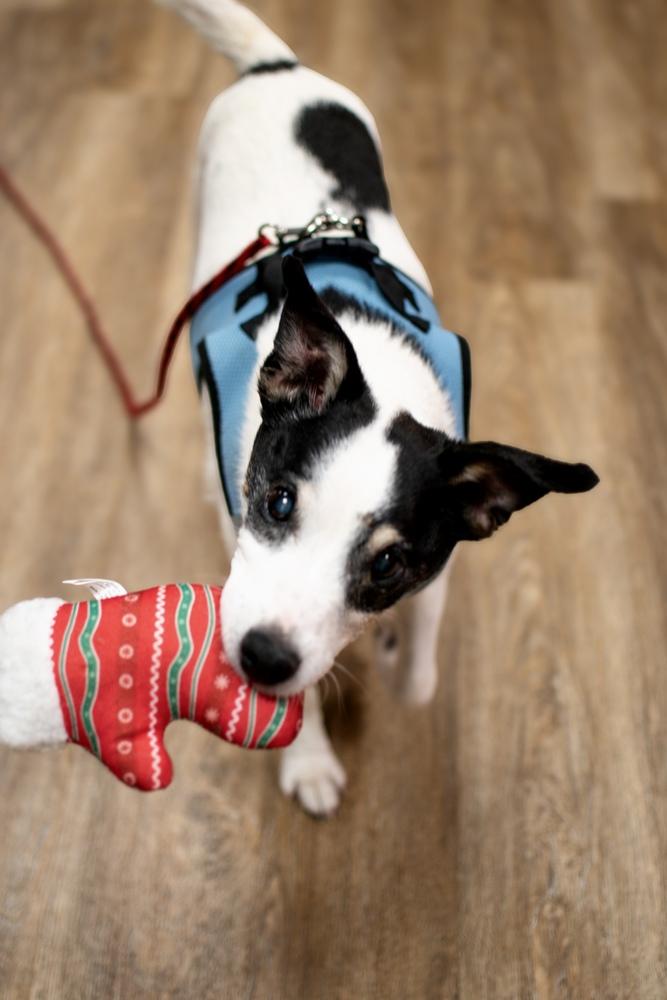 Enlarge Lefty, a Adoptable mixed breed in Frankfort, NY image 1/4