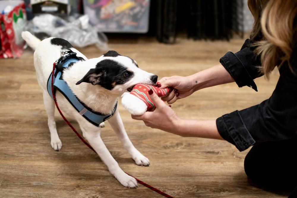 Enlarge Lefty, a Adoptable mixed breed in Frankfort, NY image 3/4