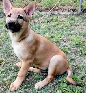 Kash, an adopted mixed breed in Chelmsford, MA image 5/5