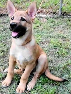 Kash, an adopted mixed breed in Chelmsford, MA image 4/5