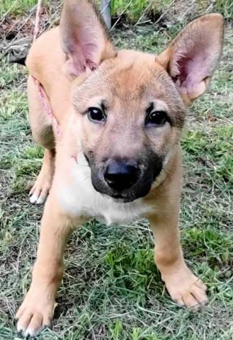Kash, an adopted mixed breed in Chelmsford, MA image 3/5