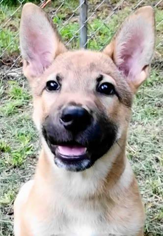 Kash, an adopted mixed breed in Chelmsford, MA image 2/5