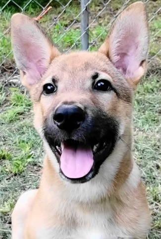 Kash, adopted, Puppy Male Shepherd.