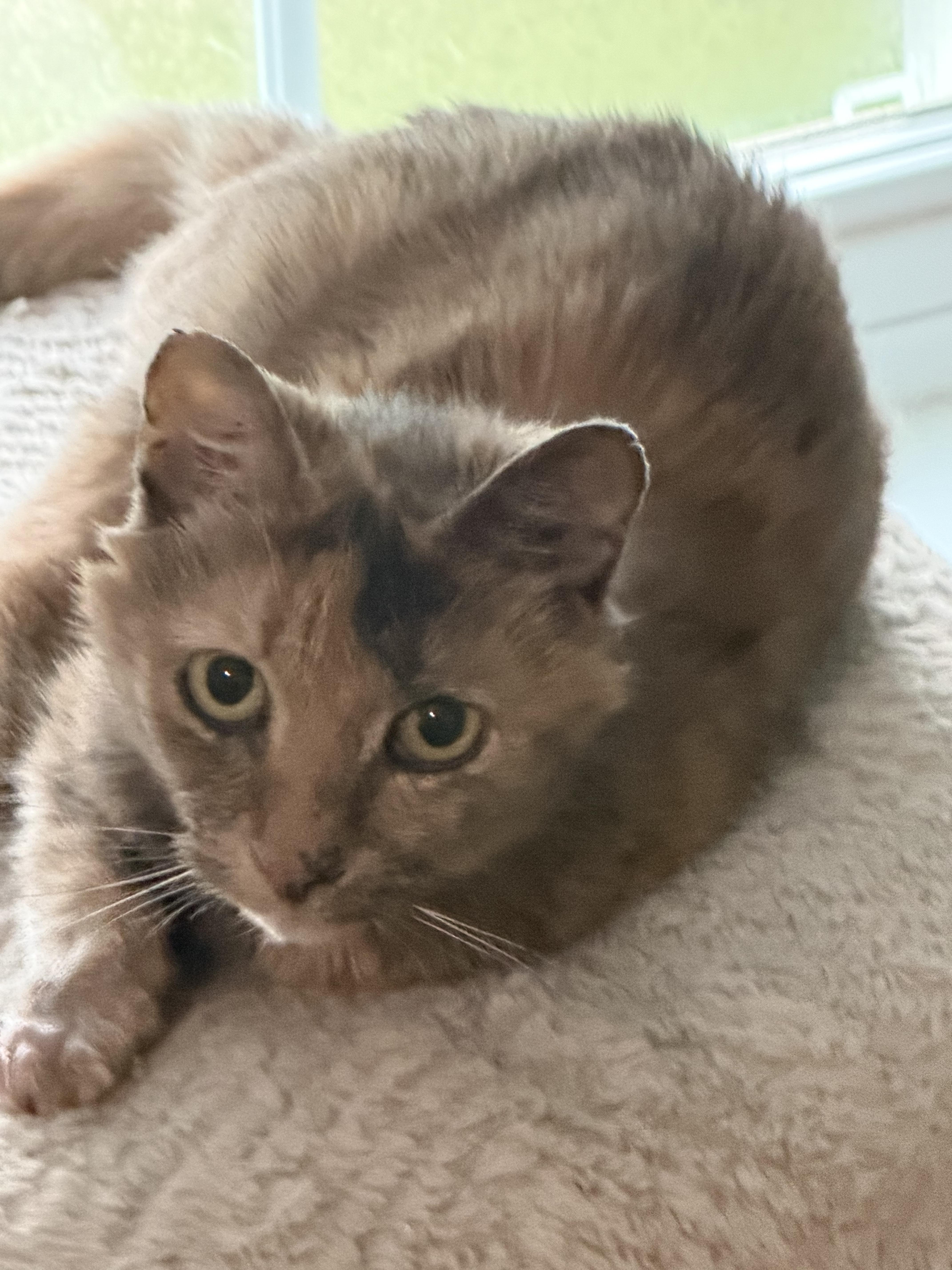 Amalia, a ADOPTABLE Dilute Calico in Charlotte, NC image 1/5