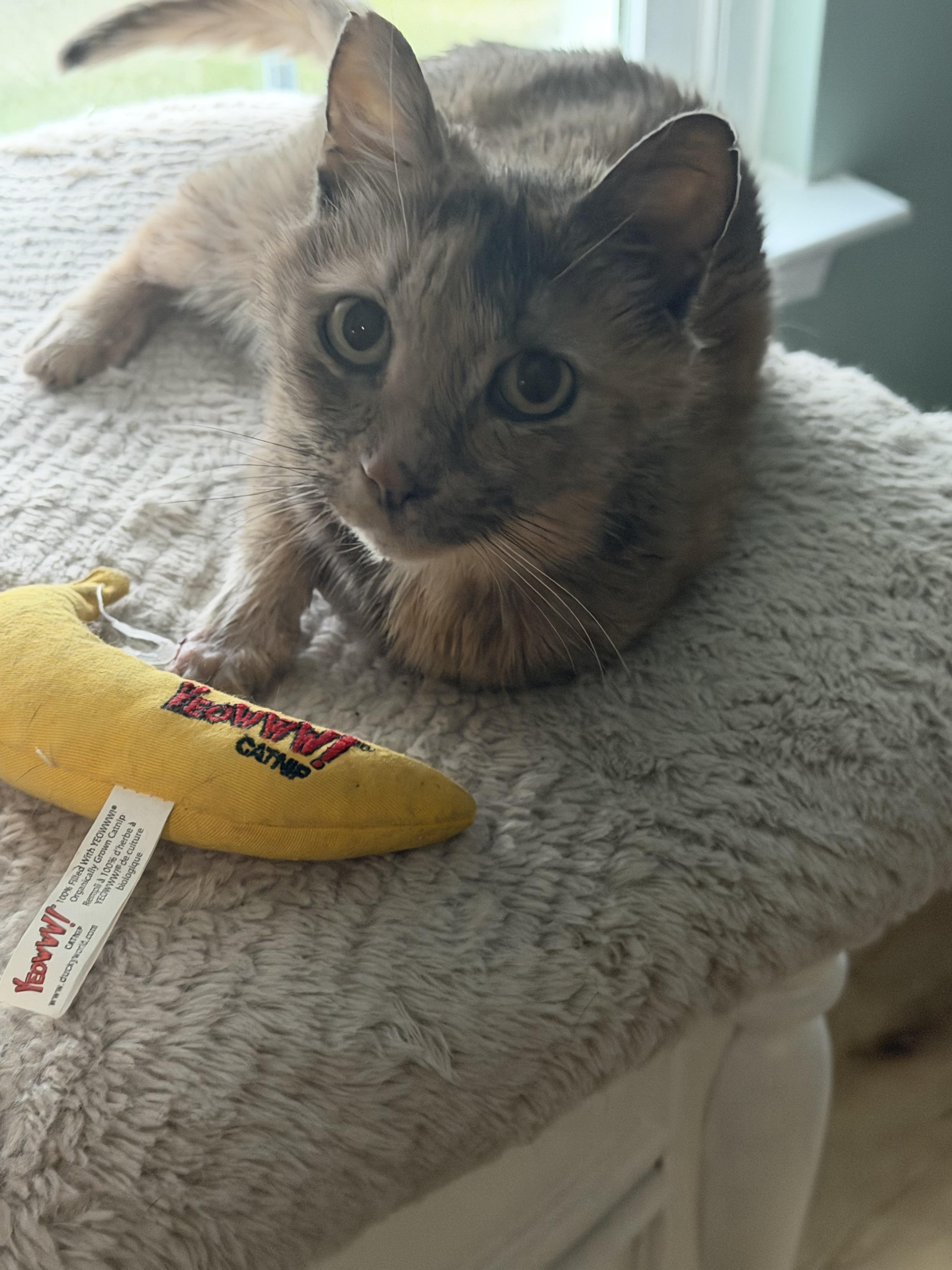 Amalia, a ADOPTABLE Dilute Calico in Charlotte, NC image 5/5