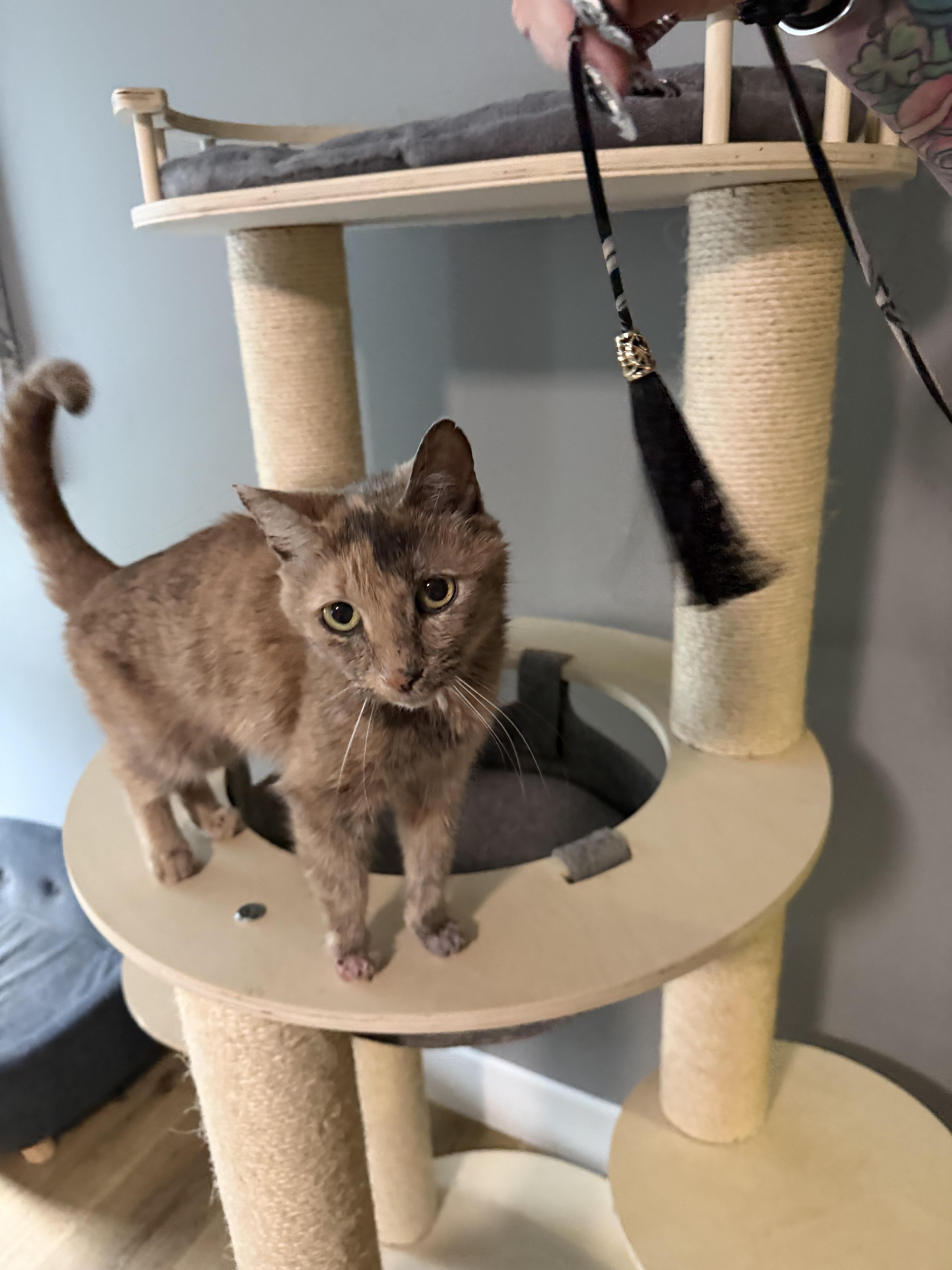 Amalia, a ADOPTABLE Dilute Calico in Charlotte, NC image 3/5