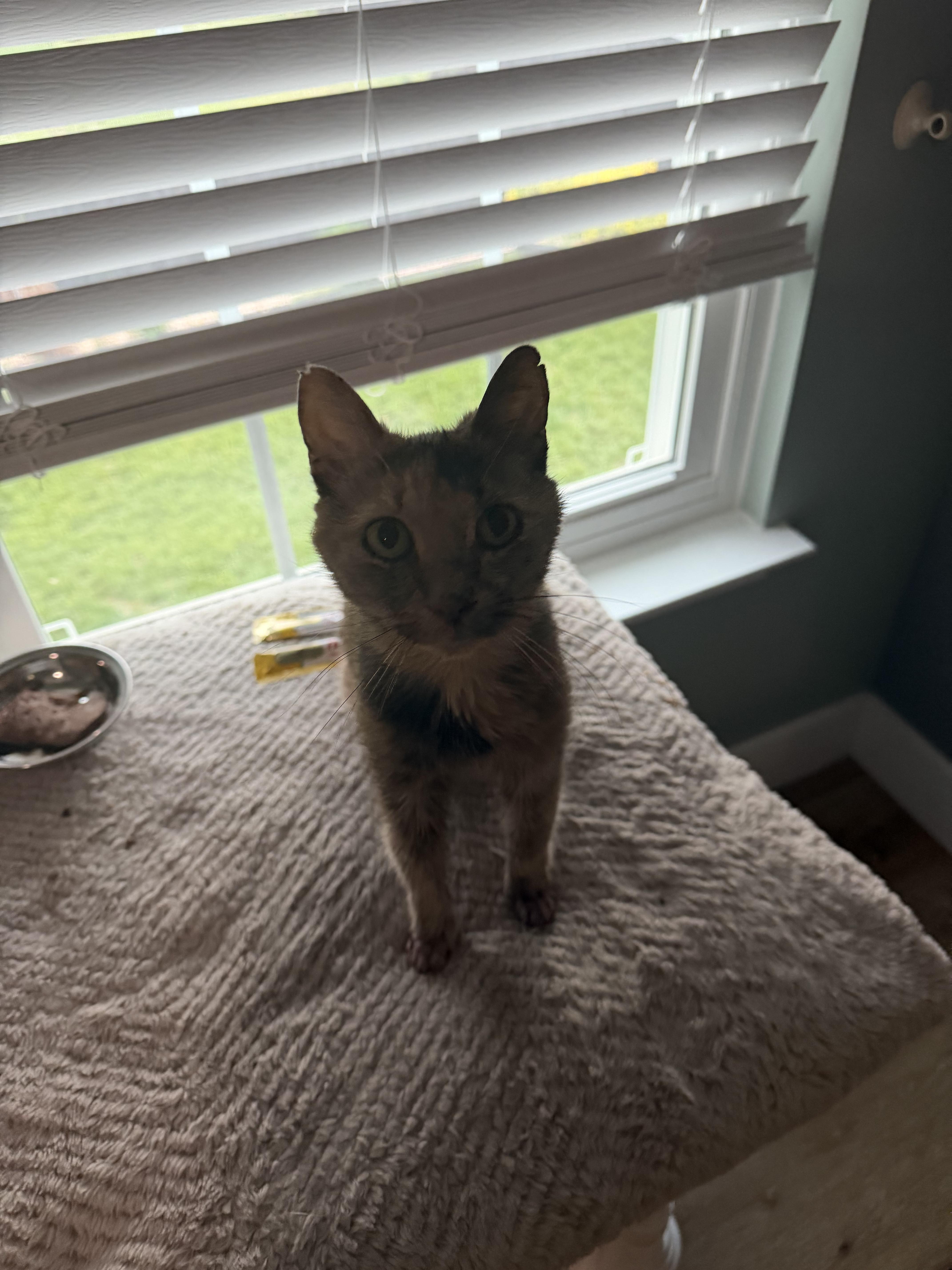 Amalia, a ADOPTABLE Dilute Calico in Charlotte, NC image 4/5