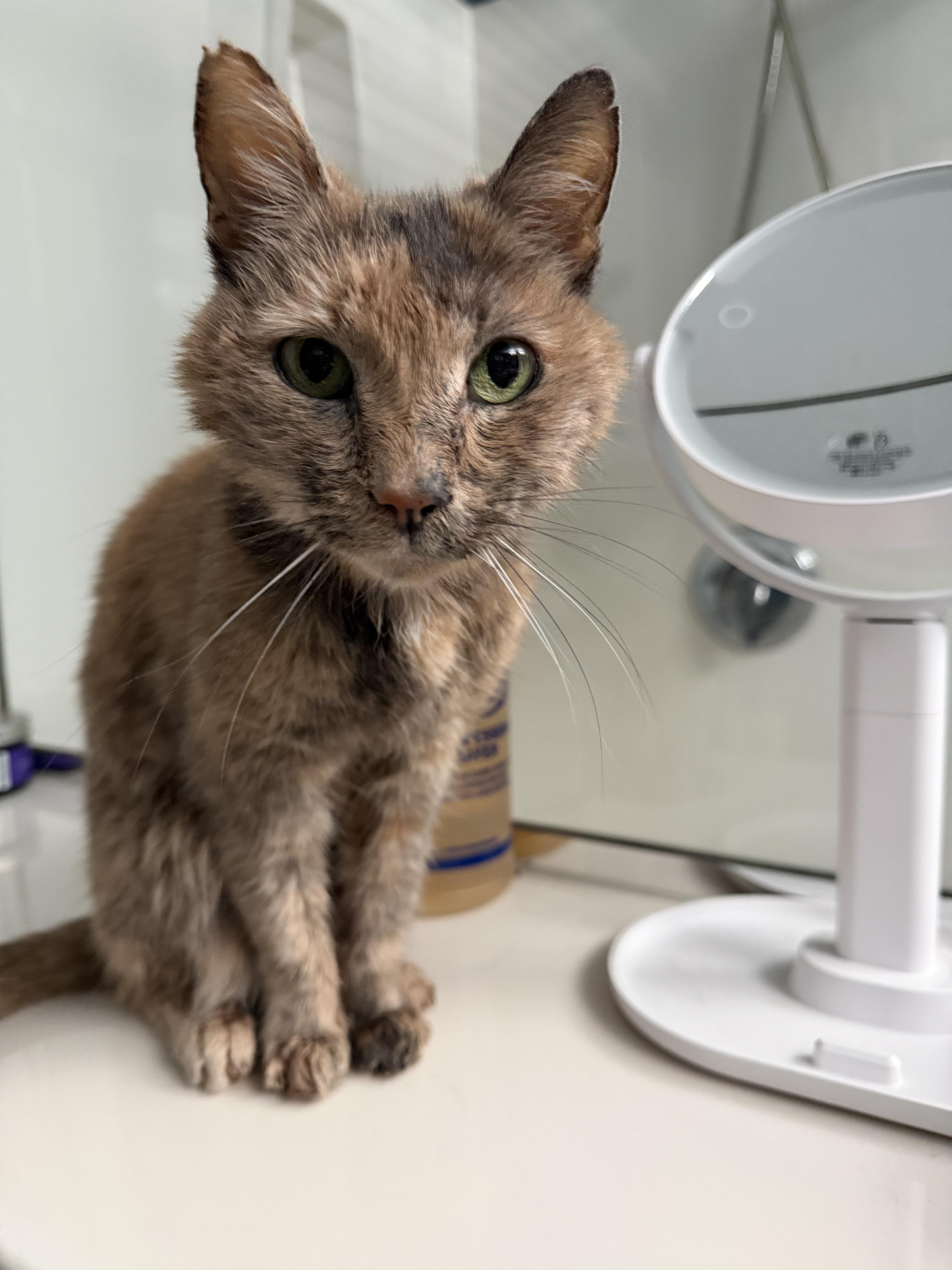Amalia, a ADOPTABLE Dilute Calico in Charlotte, NC image 2/5