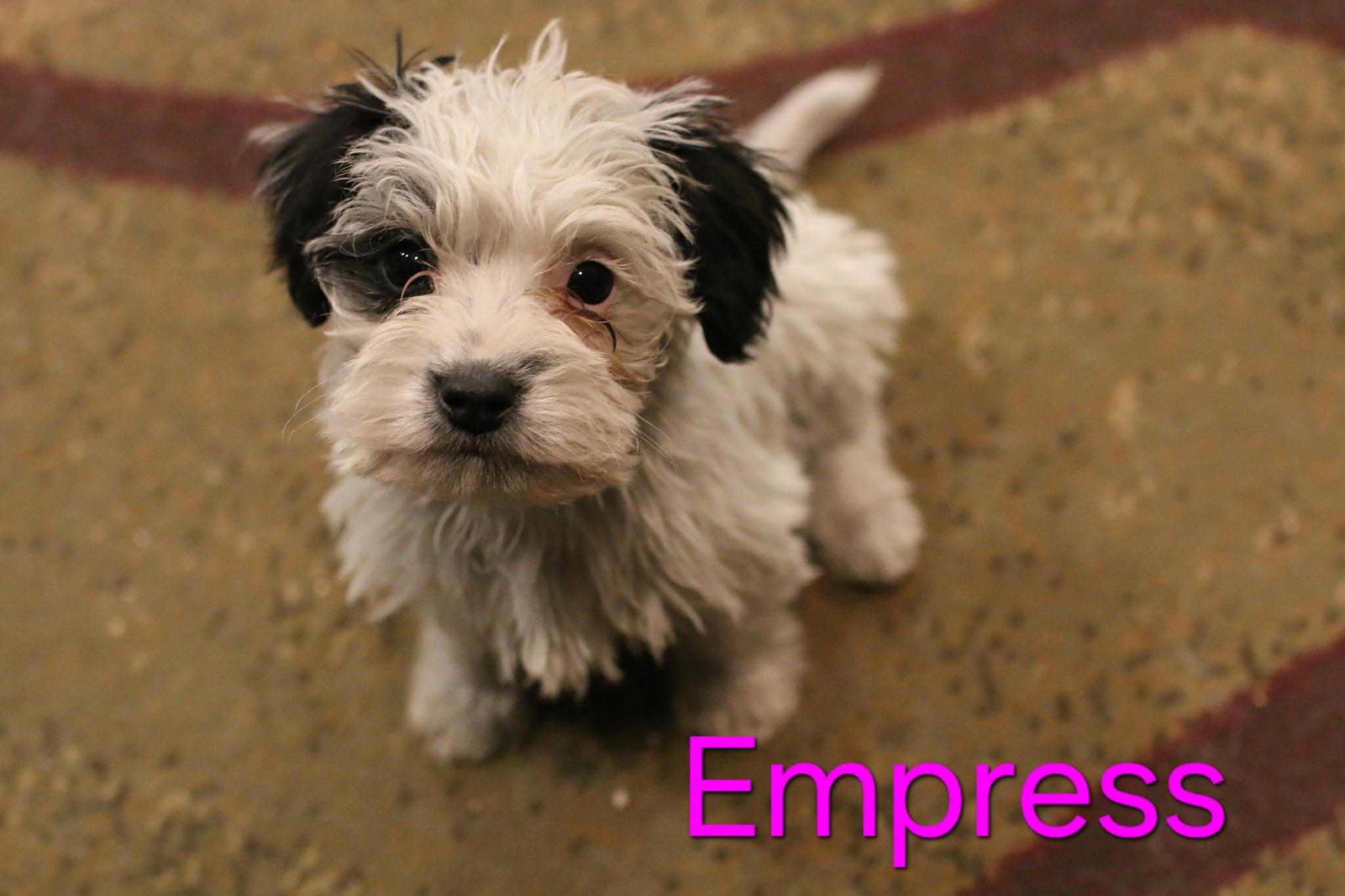 Empress thumbnail 3