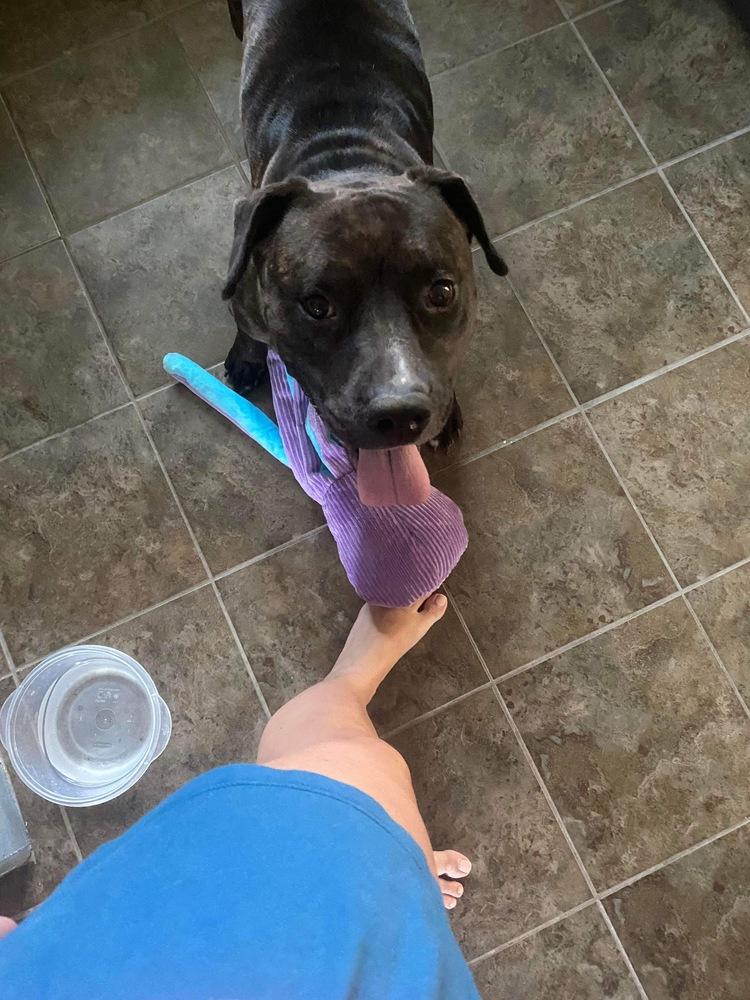 Bonnie, Adoptable, Adult Female Pit Bull Terrier.