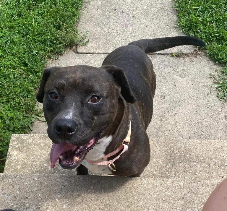 Bonnie, a Adoptable mixed breed in Indianapolis, IN image 2/5