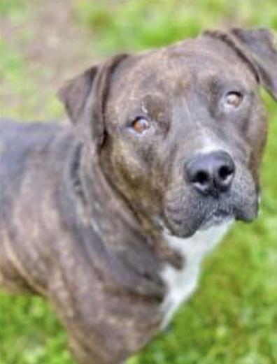Bonnie, a Adoptable mixed breed in Indianapolis, IN image 3/5