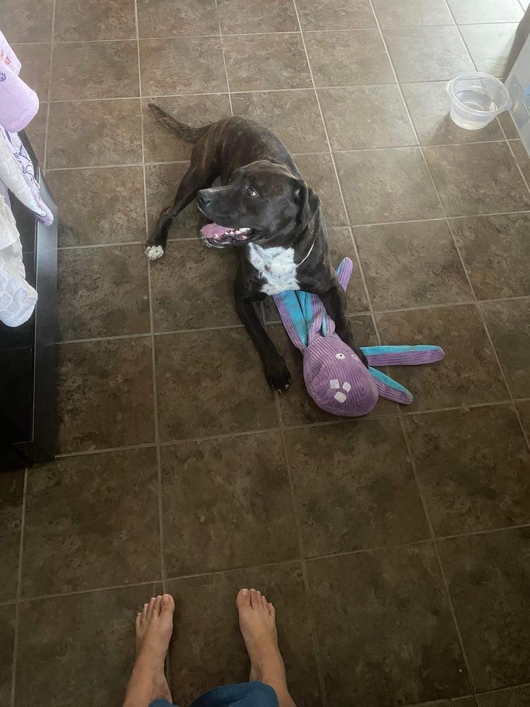 Bonnie, a Adoptable mixed breed in Indianapolis, IN image 4/5