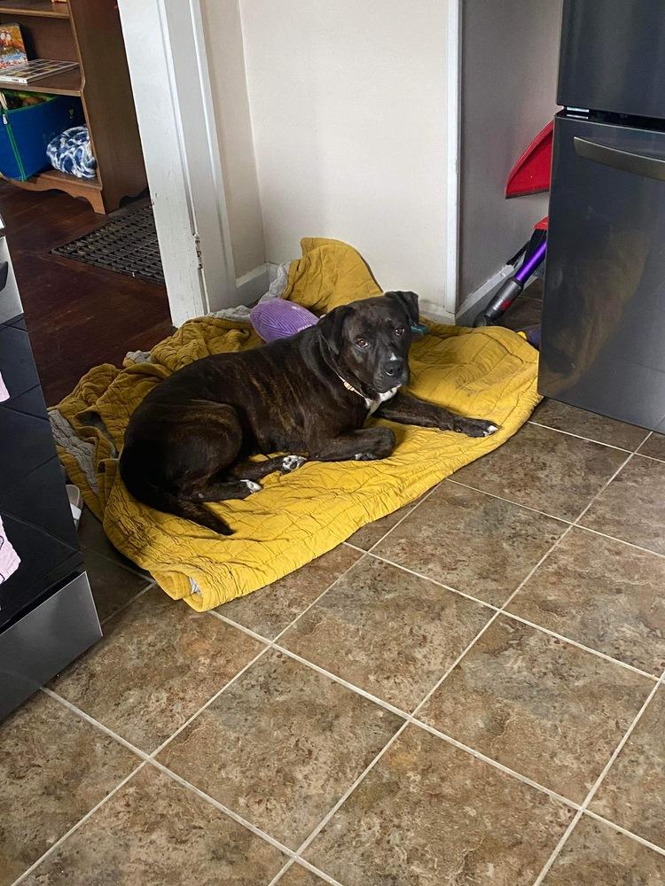 Bonnie, a Adoptable mixed breed in Indianapolis, IN image 5/5
