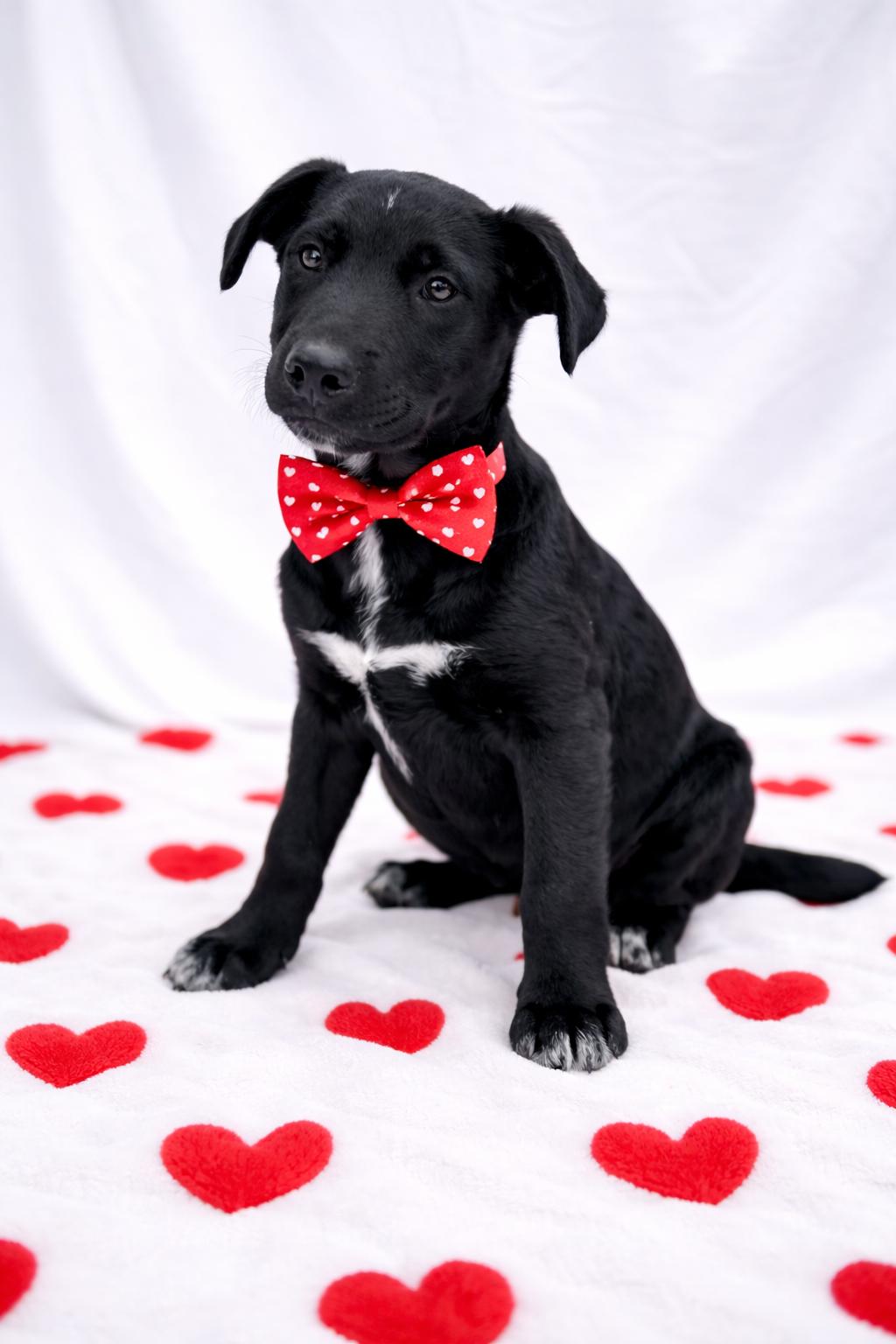 Dakota, Adoptable, Puppy Male Black Labrador Retriever & Border Collie.