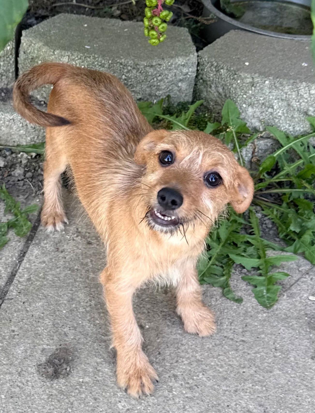 Patriotic Pups - Sparkler, a Adoptable mixed breed in Ashville, OH image 1/3