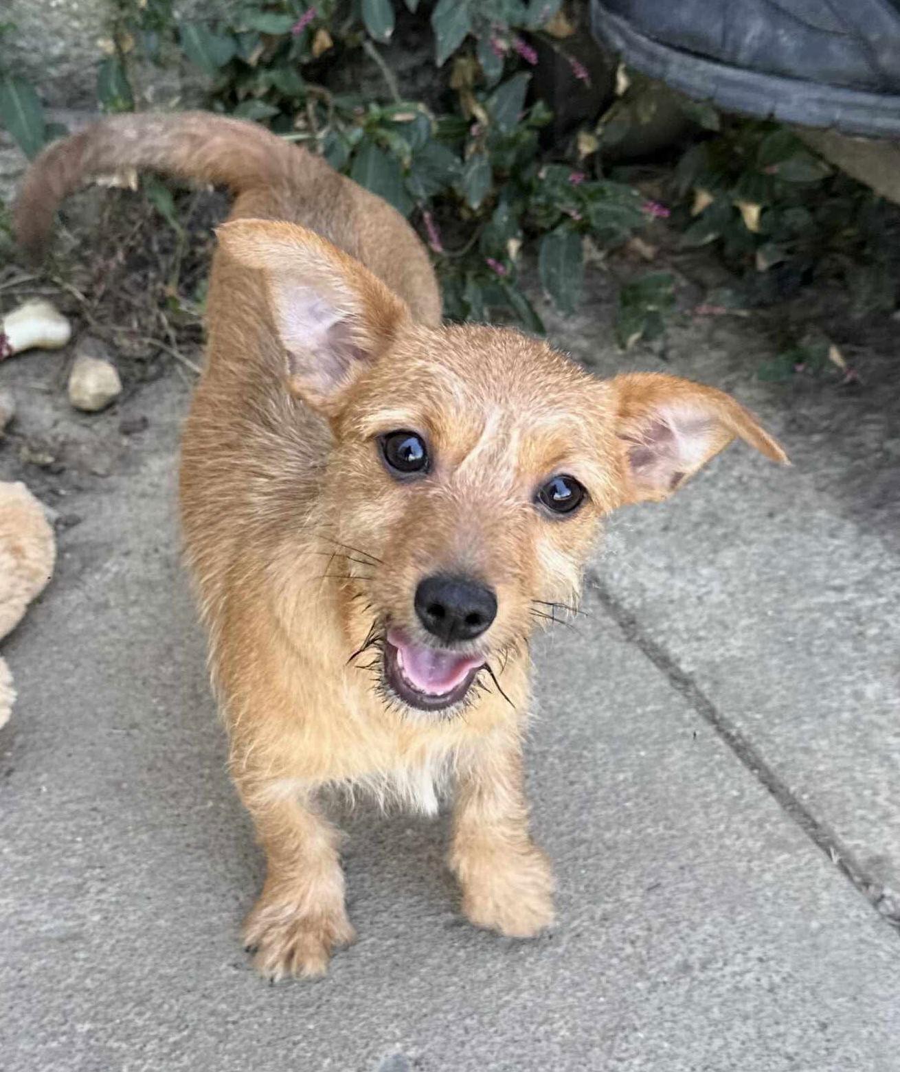 Patriotic Pups - Sparkler, a Adoptable mixed breed in Ashville, OH image 3/3