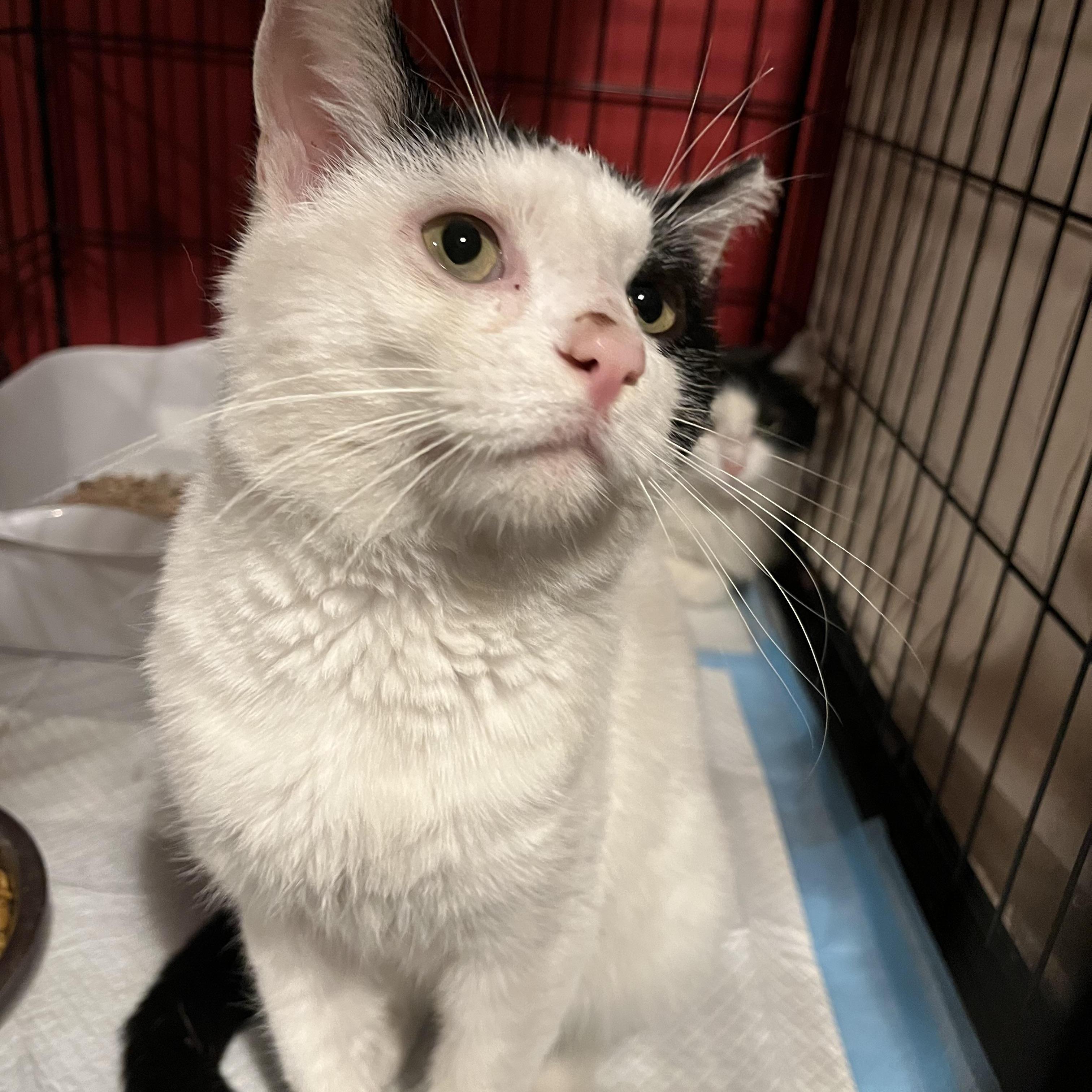 Giles, Adoptable, Adult Male Domestic Short Hair.