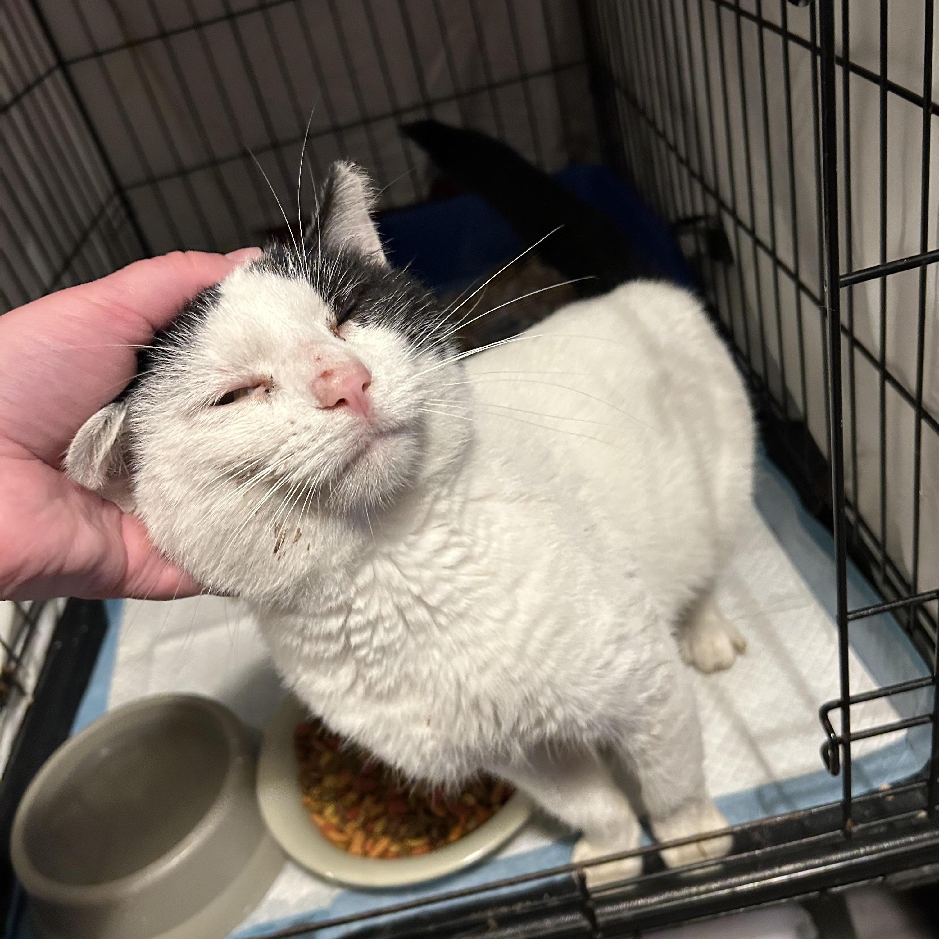 Enlarge Giles, an adopted mixed breed in South Euclid, OH image 2/4