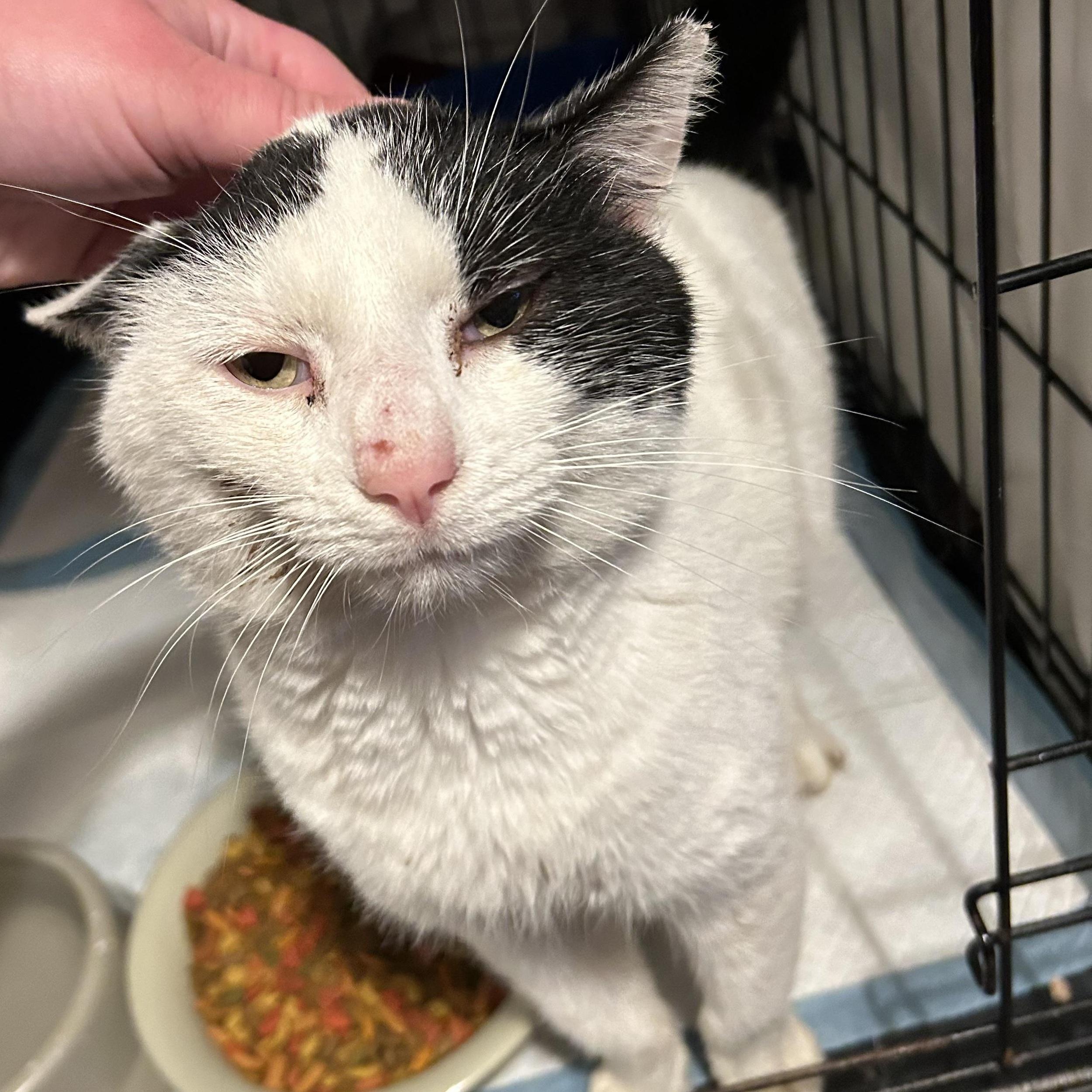 Enlarge Giles, an adopted mixed breed in South Euclid, OH image 3/4