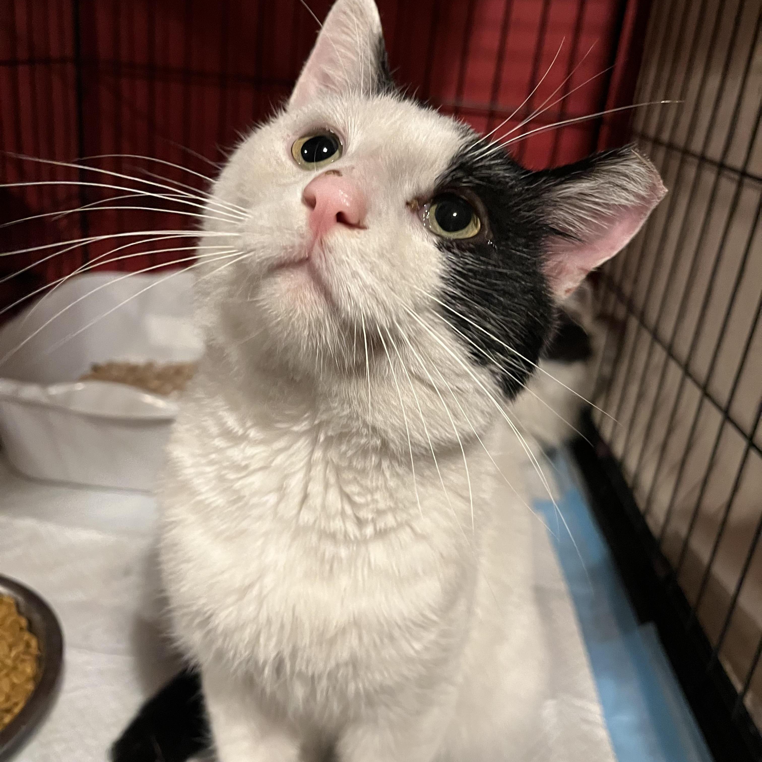 Enlarge Giles, an adopted mixed breed in South Euclid, OH image 4/4