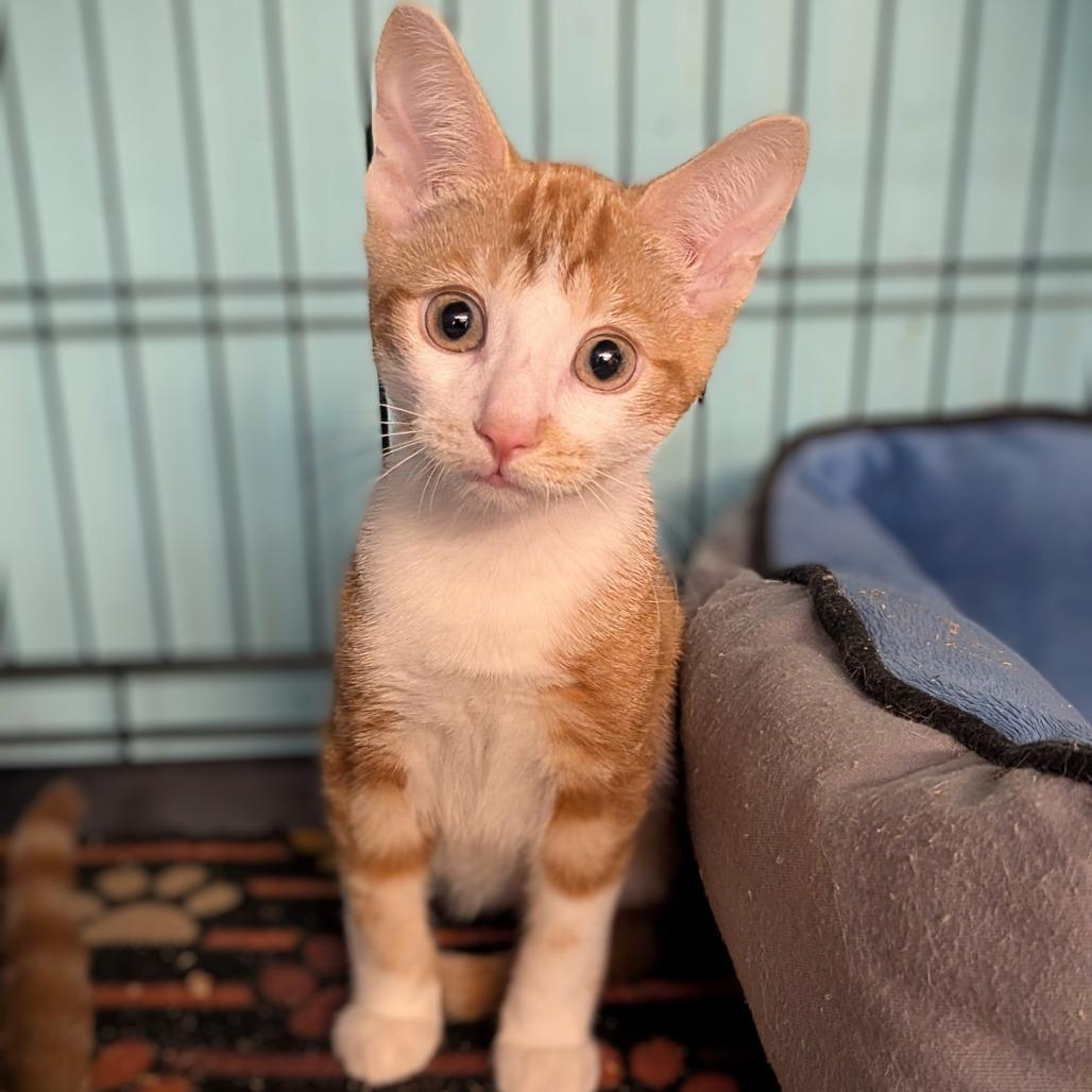 Enlarge Morris, a Adoptable Domestic Short Hair in Buffalo, NY image 1/1