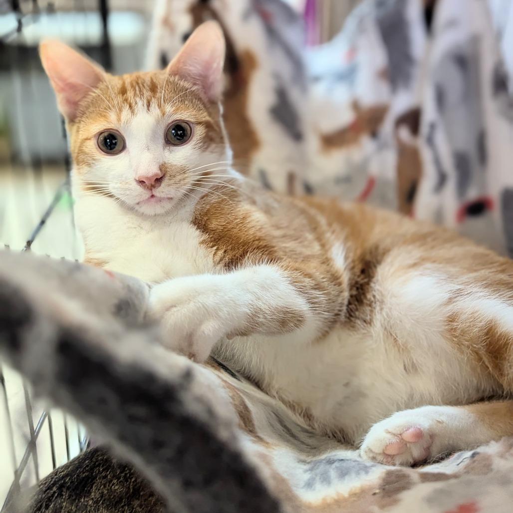 Morris, Adoptable, Young Male Domestic Short Hair.