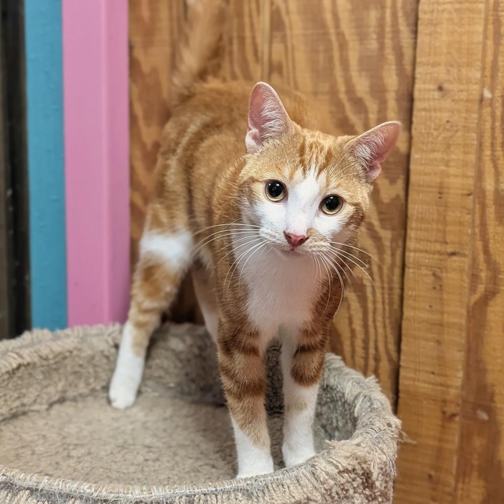 Morris, a Adoptable Domestic Short Hair in Buffalo, NY image 2/2