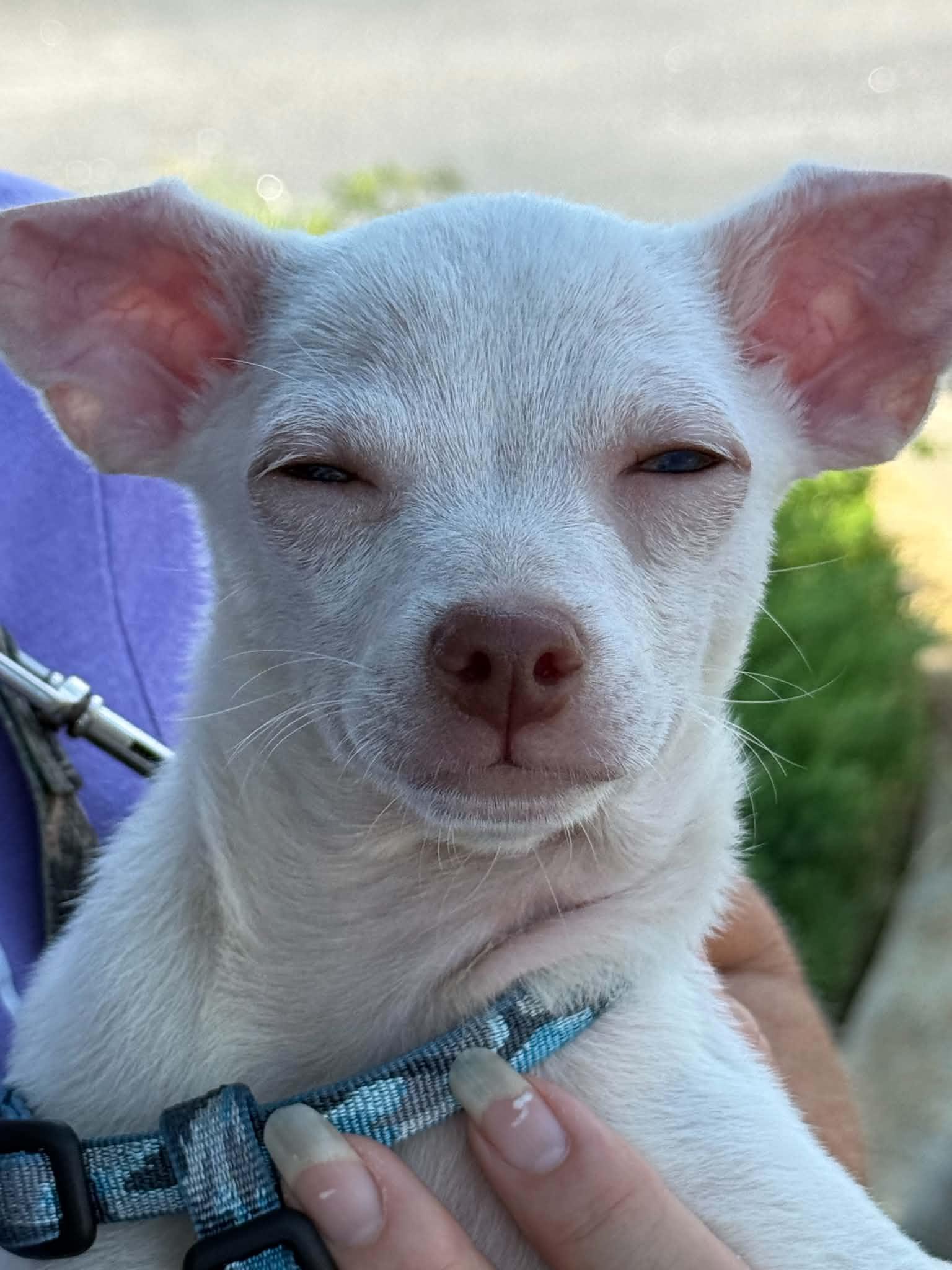 Oliver, Adoptable, Puppy Male Chihuahua.